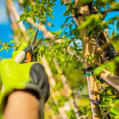 Entretien des jardins et des espaces-verts