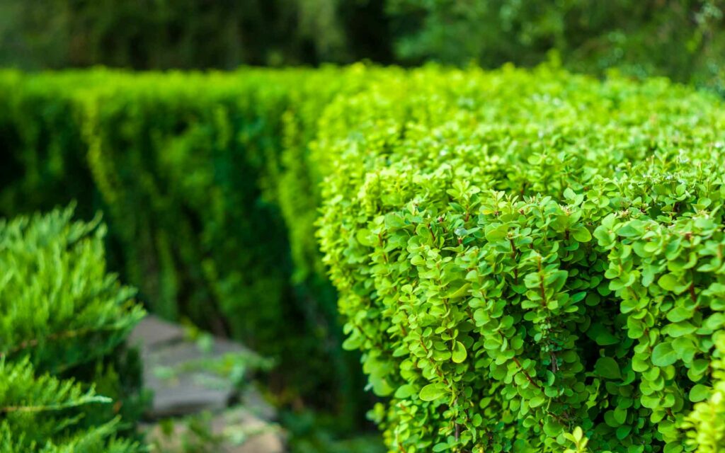 Plantation de haies