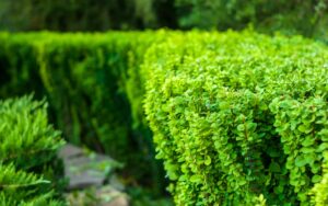 Plantation de haies