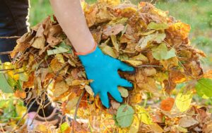 Le ramassage des feuilles et le nettoyage d'automne