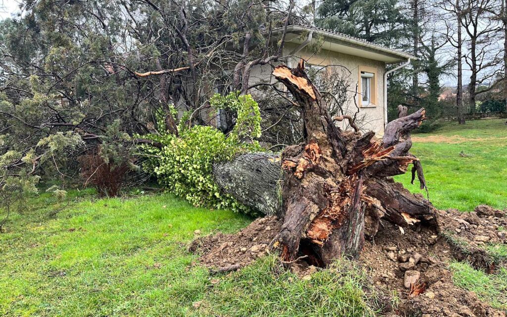chute d'arbre à Castres - cyprès sur toiture