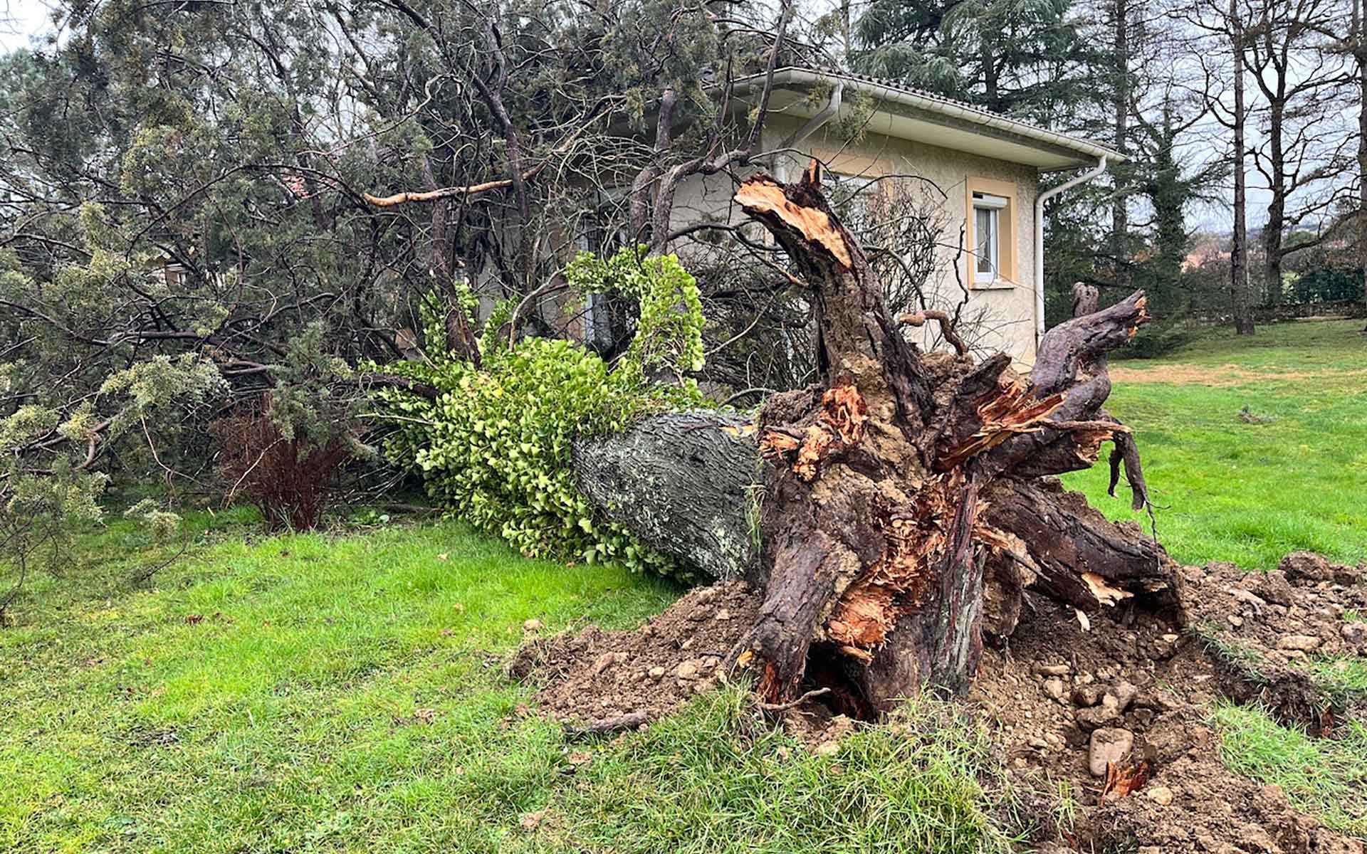 Chute d’arbre à Castres : évacuation d’un cyprès après les grands vents