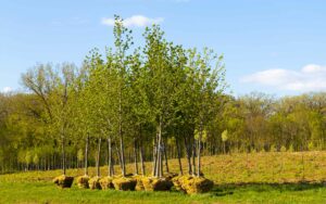 Plantation d'arbres