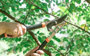 La taille des arbres d'ornement